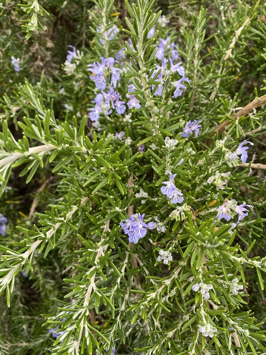 Salvia rosmarinus (Prostratus Group) 'Capri'