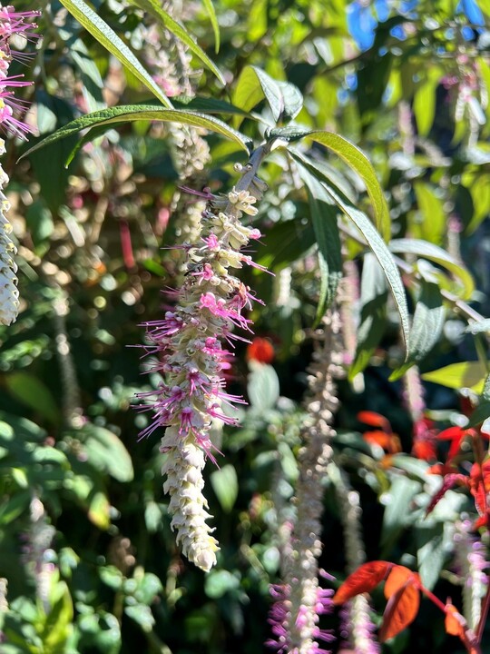 Rostrinucula dependens