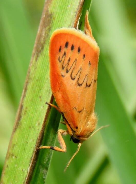 Marvellous Moths!