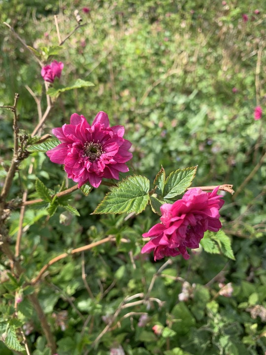 Rubus spectabilis 'Olympic Double'