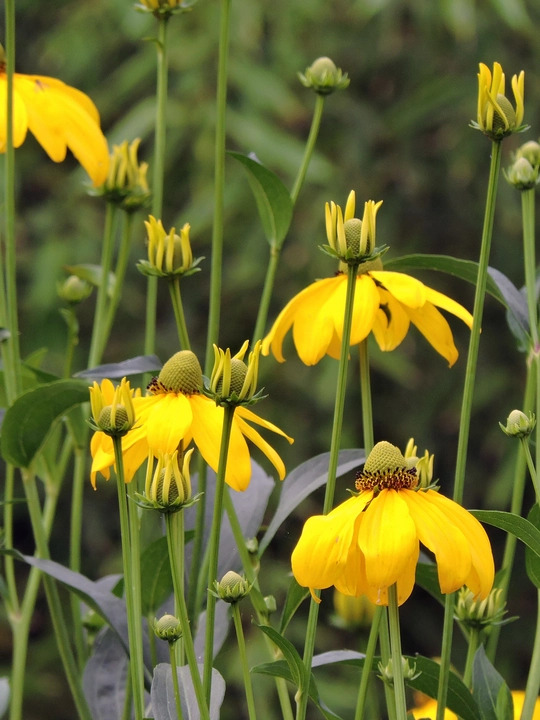 Rudbeckia laciniata
