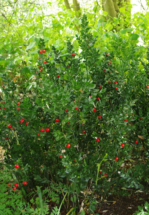New | Ruscus Aculeatus - The Beth Chatto Gardens