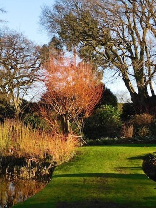 Salix alba var. vitellina 'Britzensis'