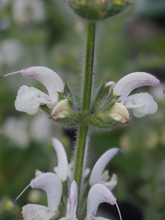 Salvia argentea