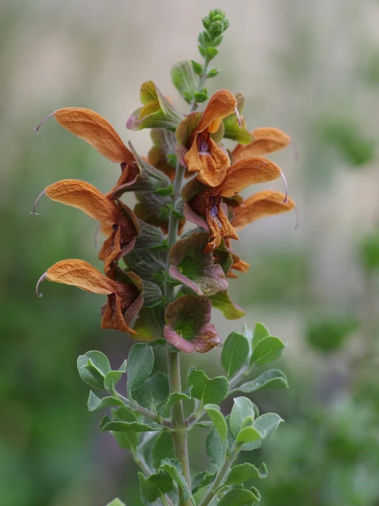 Salvia aurea