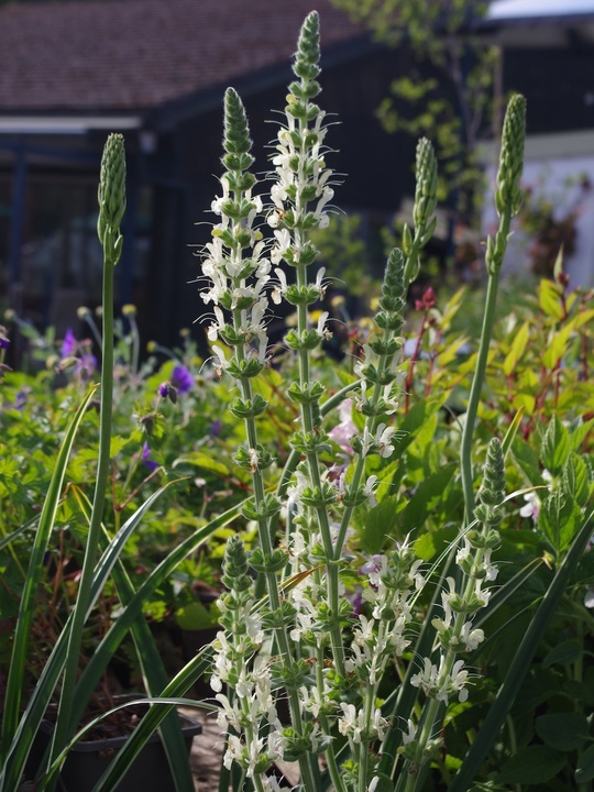 Salvia austriaca