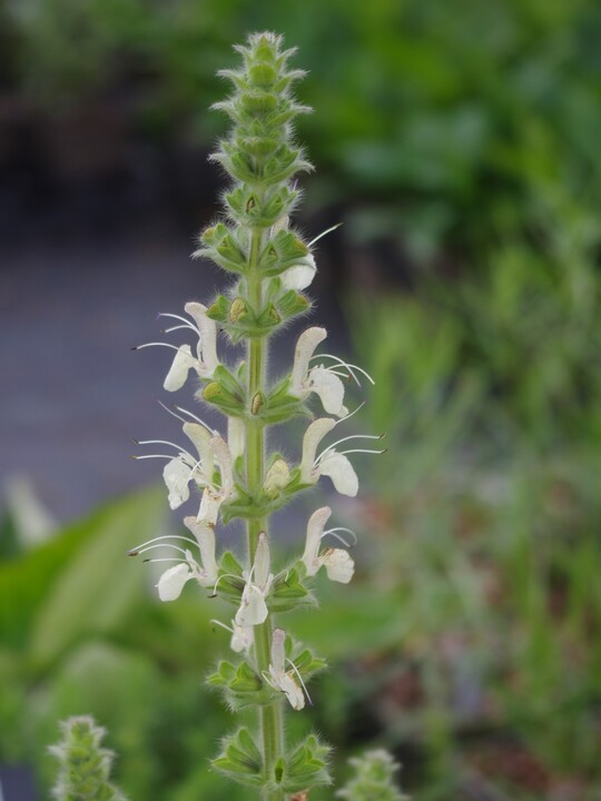 Salvia austriaca