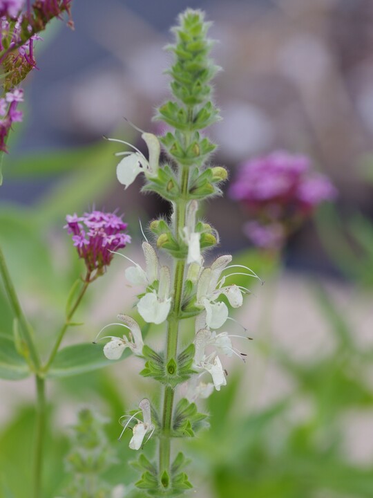 Salvia austriaca
