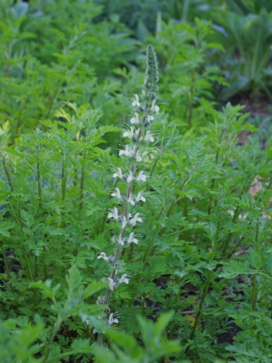 Salvia austriaca