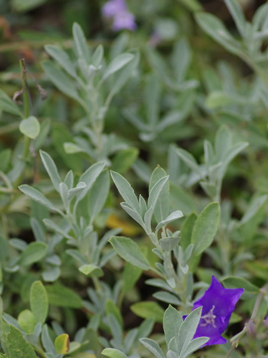Salvia blancoana