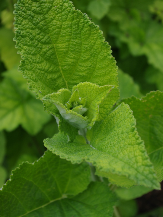 Salvia campanulata