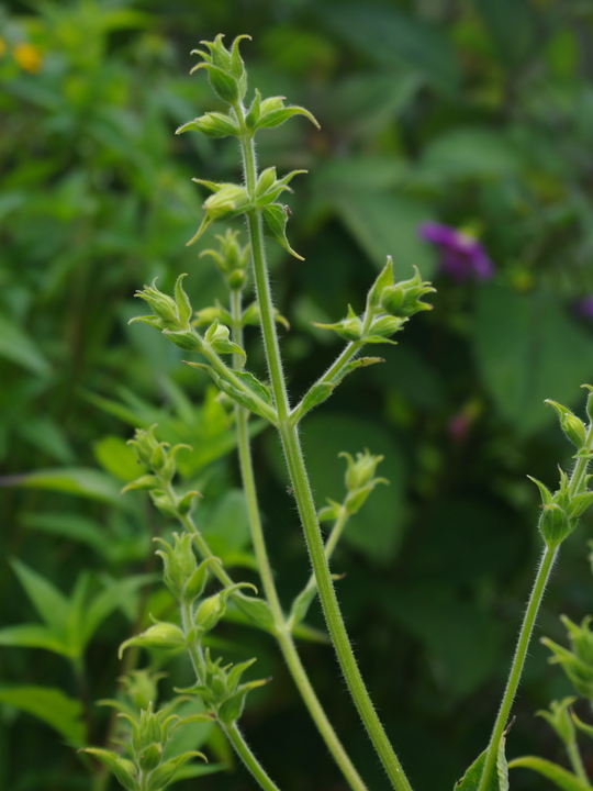 Salvia campanulata