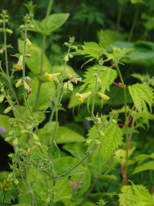 Salvia campanulata