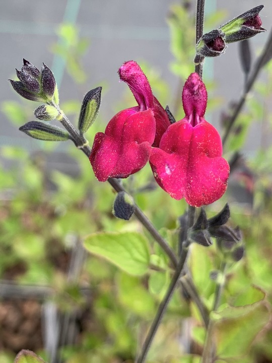 Salvia 'Cherry Lips' 