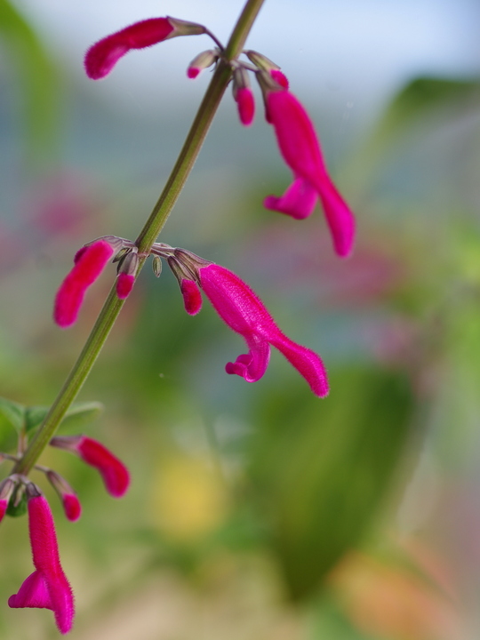 Salvia curviflora