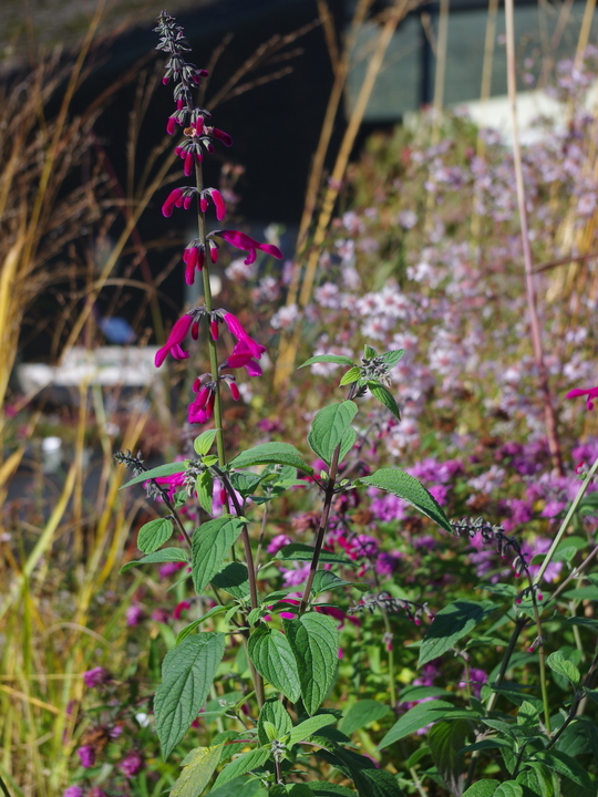 Salvia curviflora