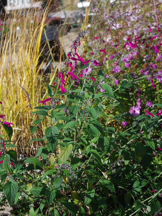 Salvia curviflora