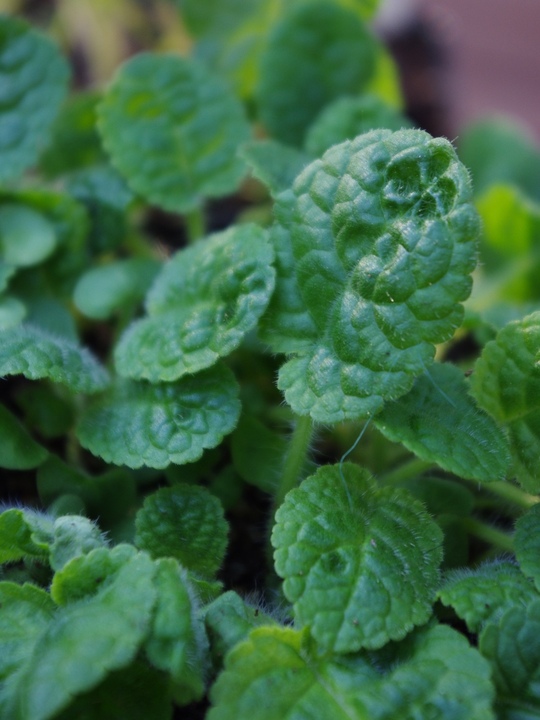Salvia flava var. megalantha