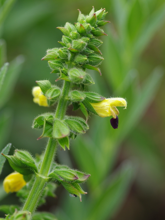 Salvia flava var. megalantha