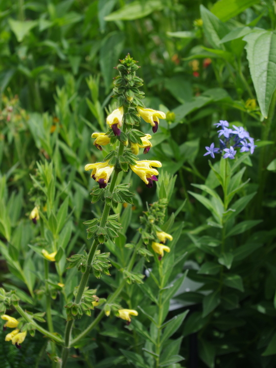 Salvia flava var. megalantha
