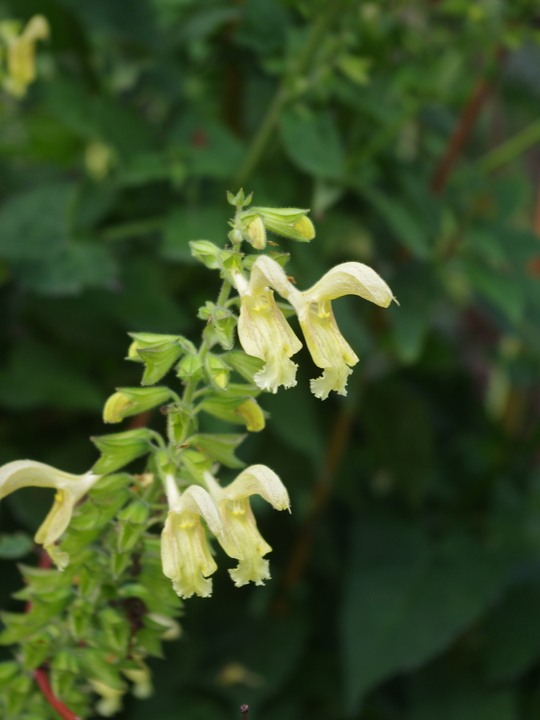 Salvia glutinosa