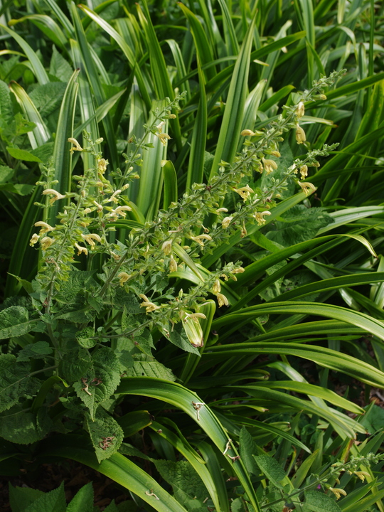 Salvia glutinosa