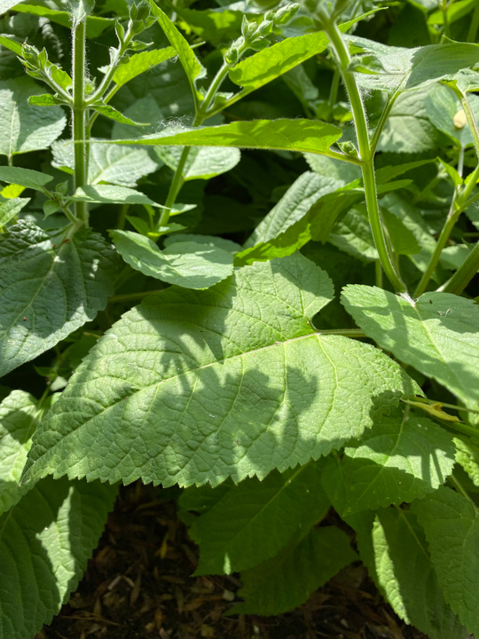 Salvia glutinosa