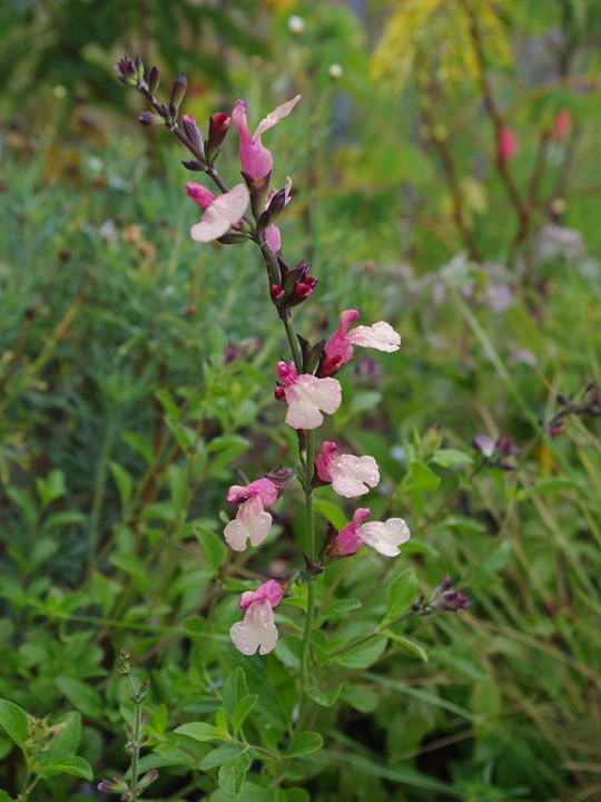 Salvia greggii 'Strawberries and Cream'