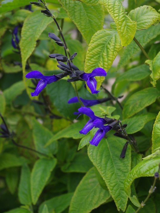 Salvia guaranitica 'Black and Blue'