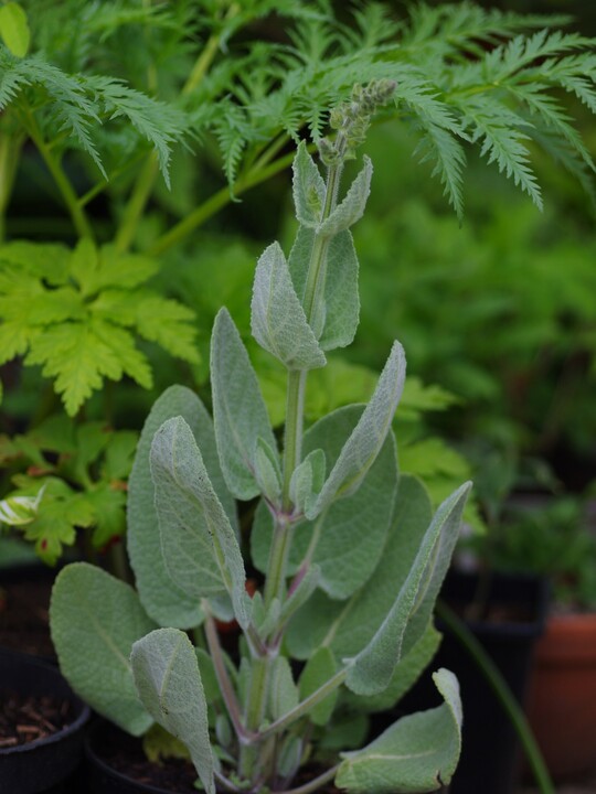 Salvia halophila