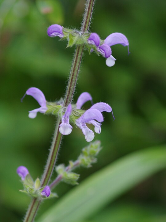 Salvia halophila