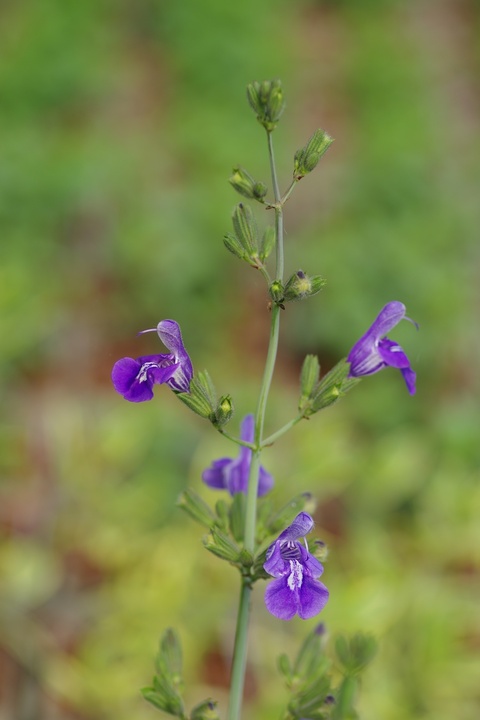 Salvia interrupta