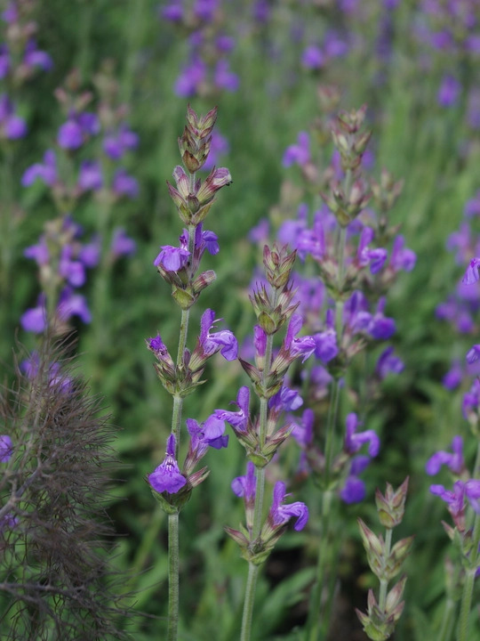 Salvia lavandulifolia