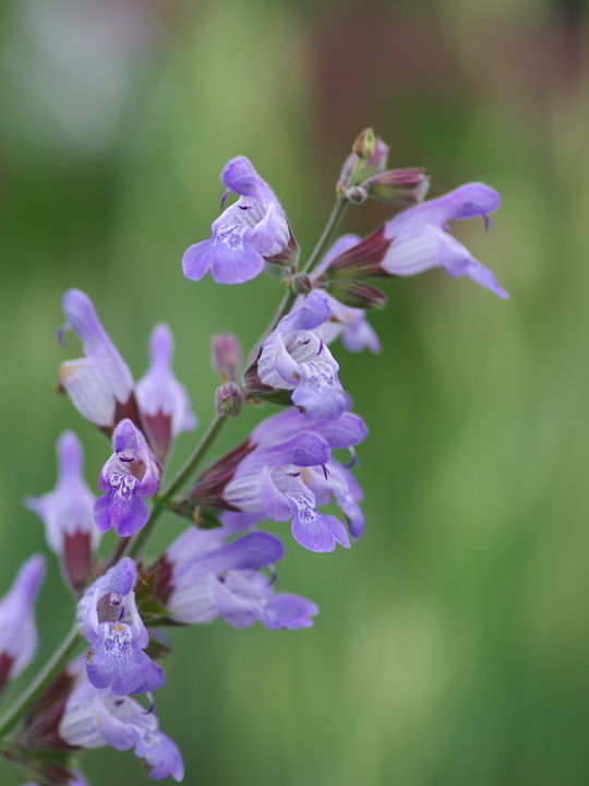 Salvia lavandulifolia tall form