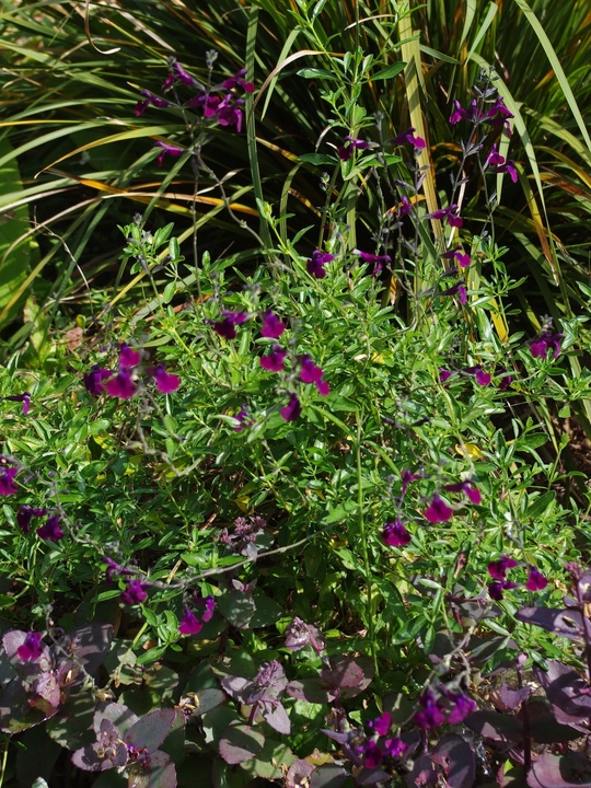 Salvia 'Nachtvlinder'