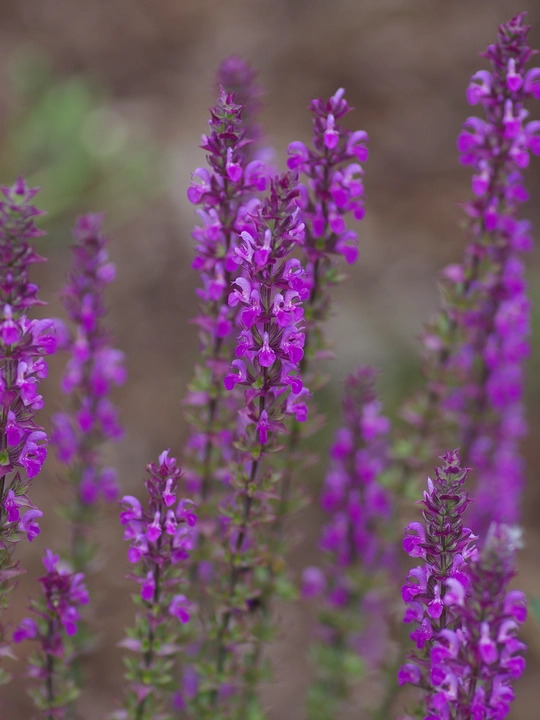 Salvia nemorosa 'Amethyst'
