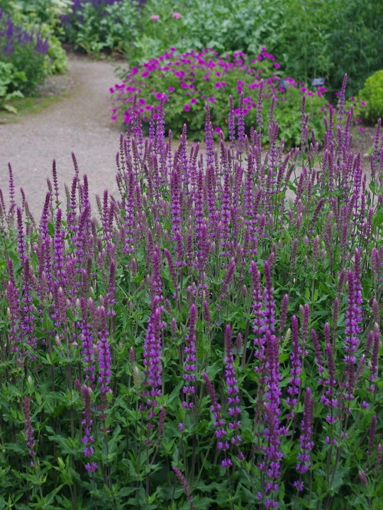 Salvia nemorosa 'Amethyst'