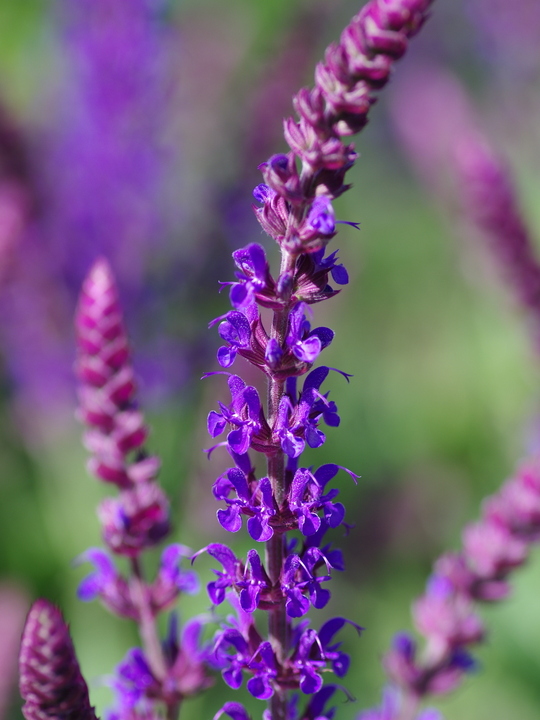 Salvia nemorosa 'Ostfriesland'