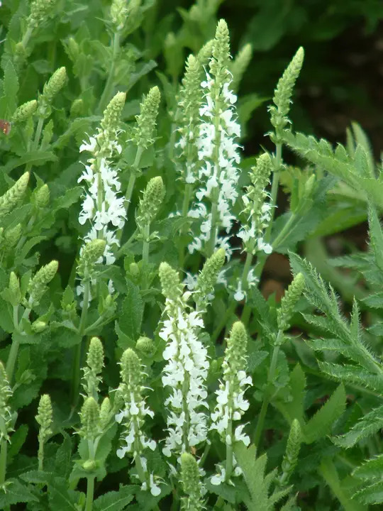 Salvia x sylvestris 'Schneeh&uuml;gel'