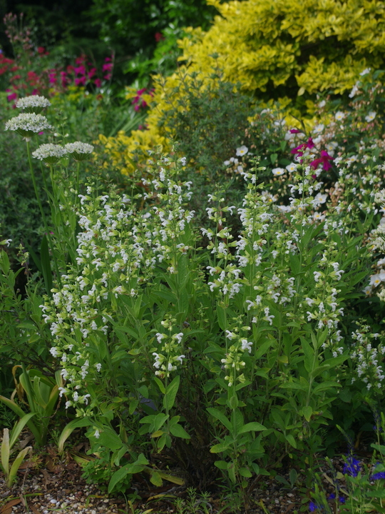 Salvia officinalis 'Albiflora'