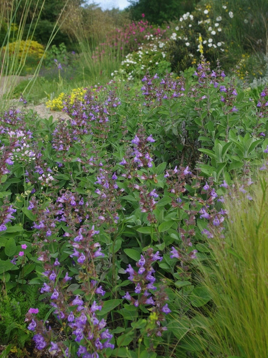 Salvia officinalis 'Berggarten'