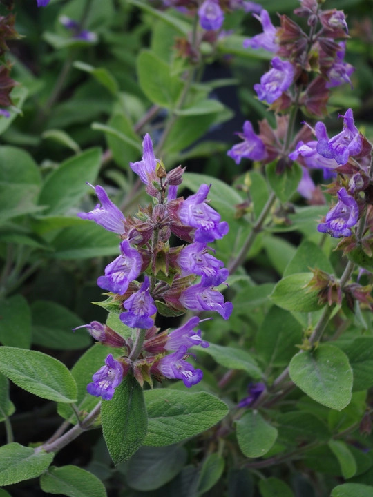 Salvia officinalis 'Berggarten'