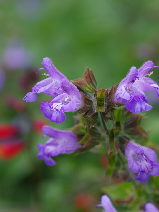 Salvia officinalis 'Berggarten'