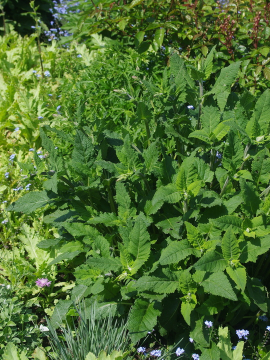 Salvia 'Phoenix Blue'