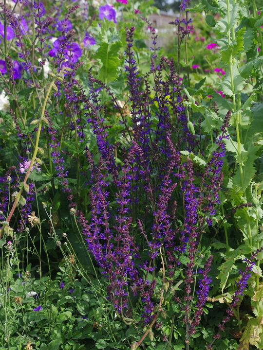 Salvia 'Phoenix Blue'