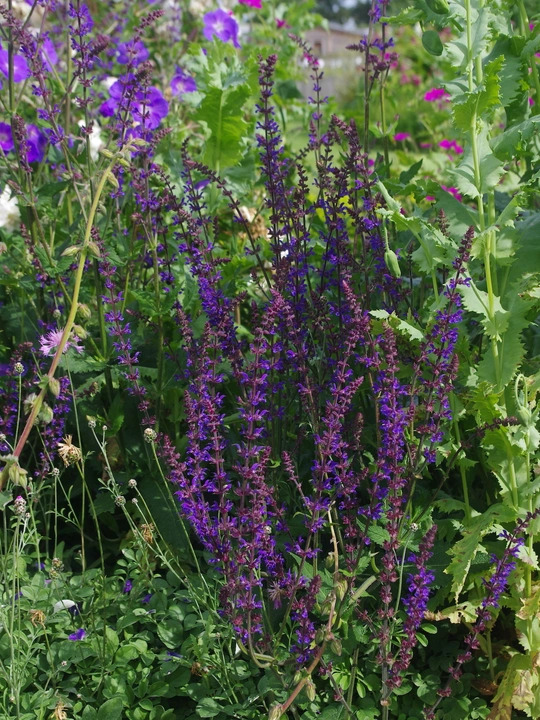 Salvia 'Skylark'
