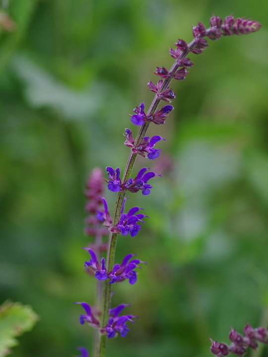 Salvia 'Phoenix Blue'