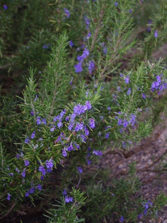 Salvia rosmarinus Chatto's Form