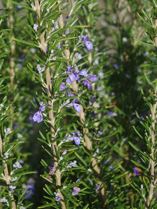 Salvia rosmarinus Chatto's Form