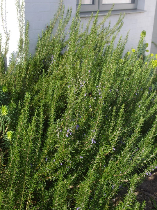 Salvia rosmarinus Chatto's Form